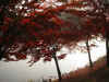 IMG_0605.JPG (143781 oCg)