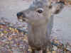 IMG_0638.JPG (83474 oCg)