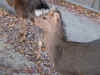 IMG_0639.JPG (125334 oCg)